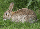 rabbit