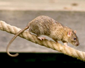 ship rat