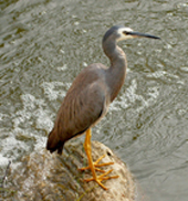 wf heron