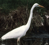 white heron